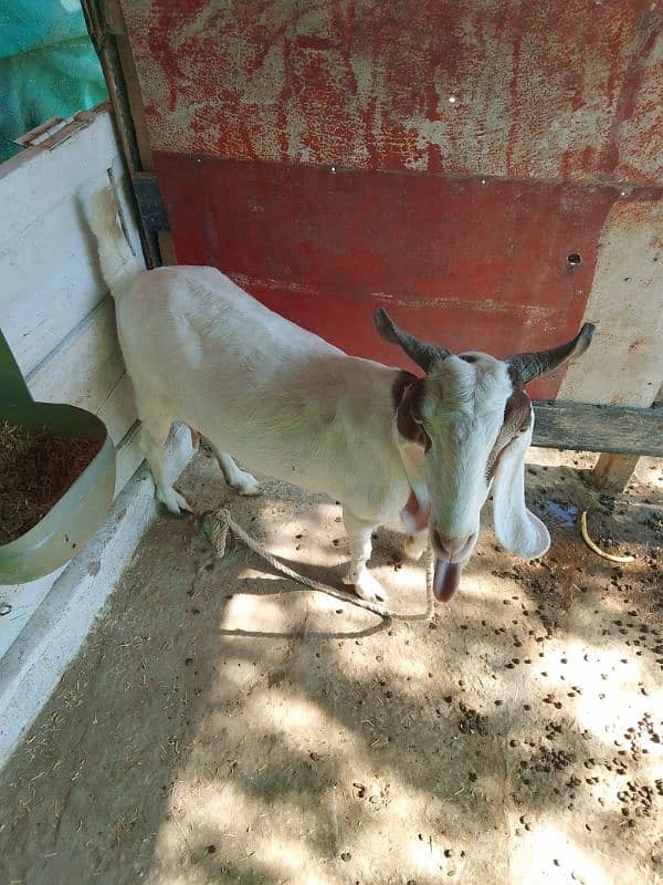 Tapri Goat urgent sale 3