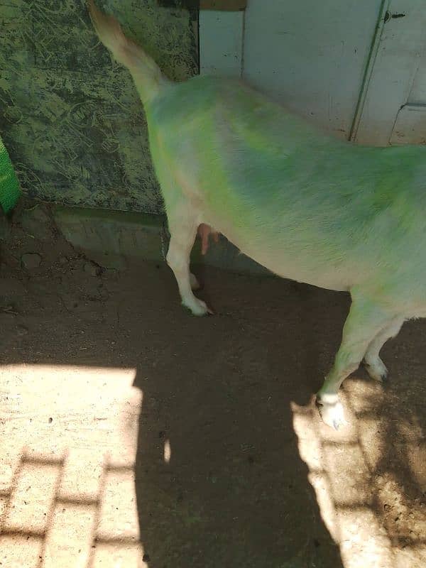 Tapri Goat urgent sale 4