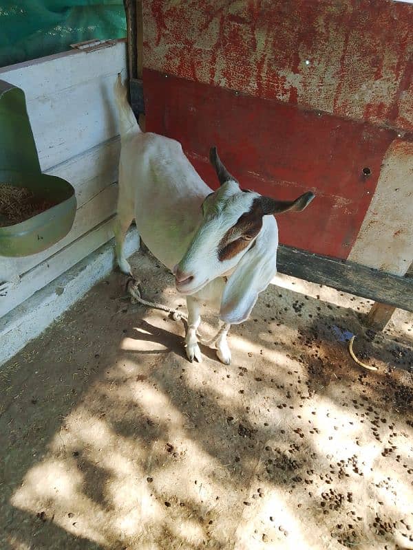 Tapri Goat urgent sale 5