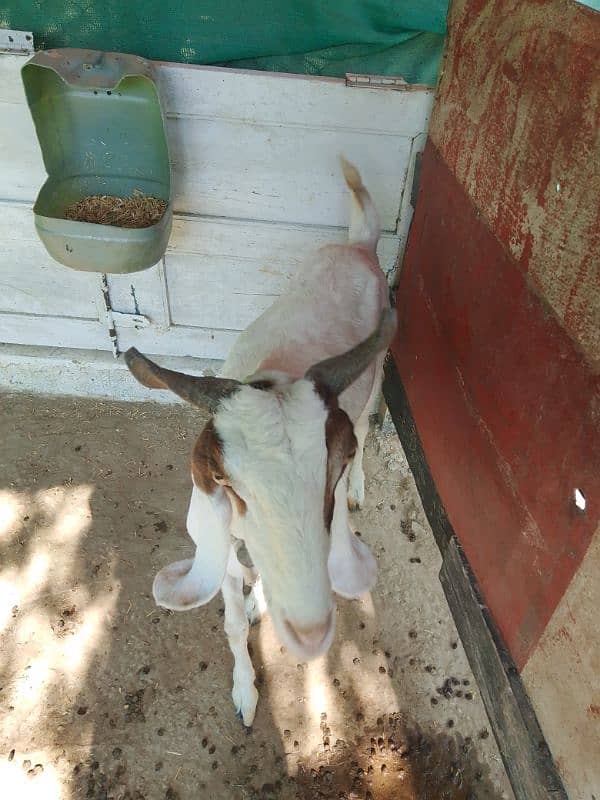 Tapri Goat urgent sale 6