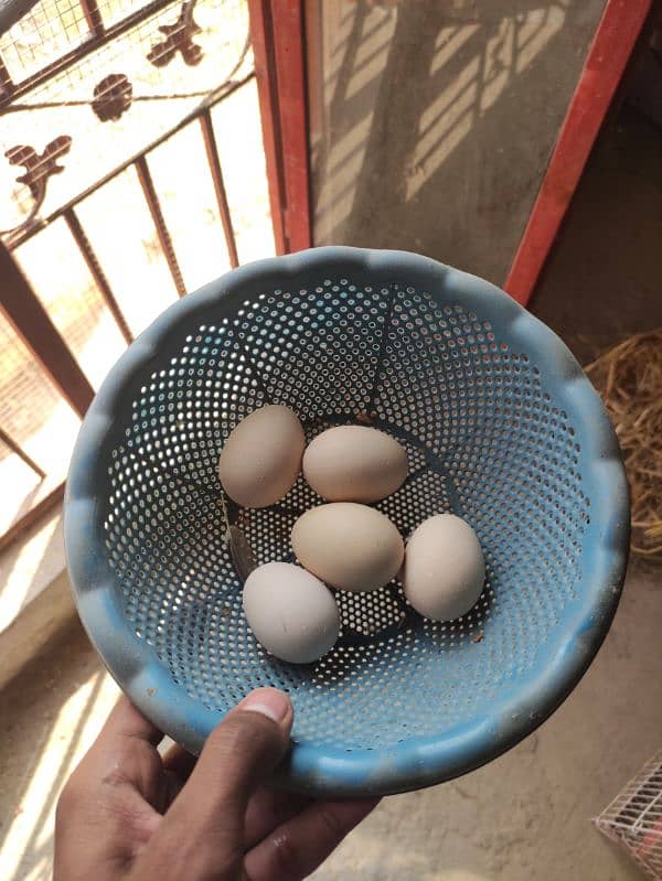 5x Aseel fertile eggs available for sale/- 0