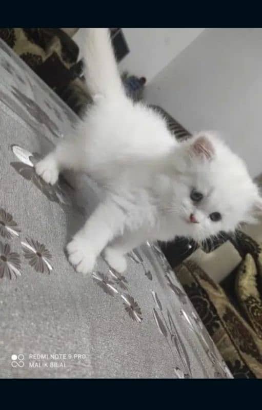 Extreme quality tetra coated persian kittens 2