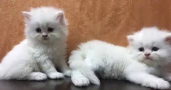 Extreme quality tetra coated persian kittens