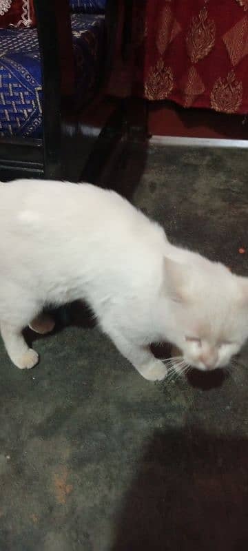 White Male Cat 3