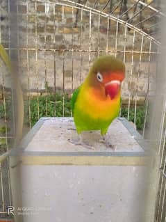 Lovebird