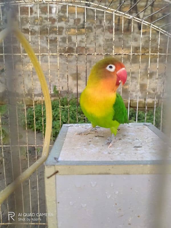 Lovebird 1