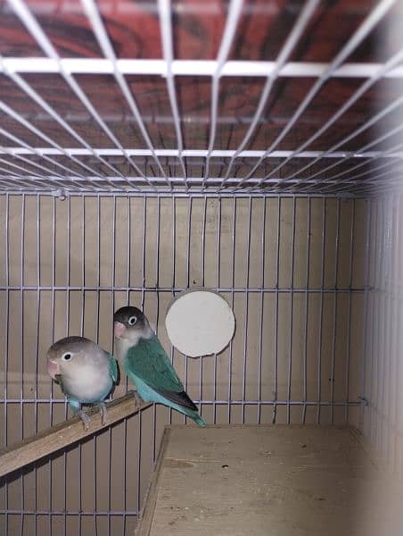 Love birds for sale 4