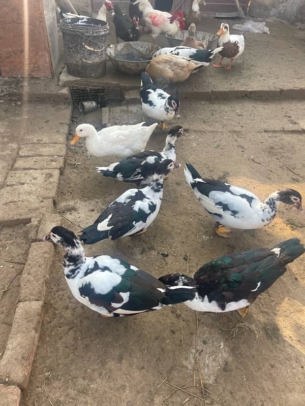 Muscuvy ducks for sale 0