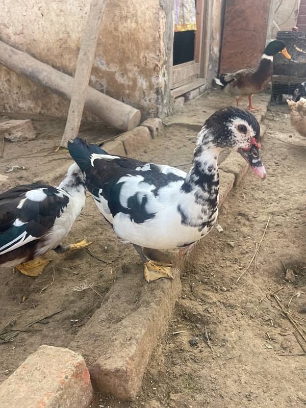 Muscuvy ducks for sale 1