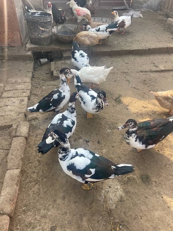 Muscuvy ducks for sale 2