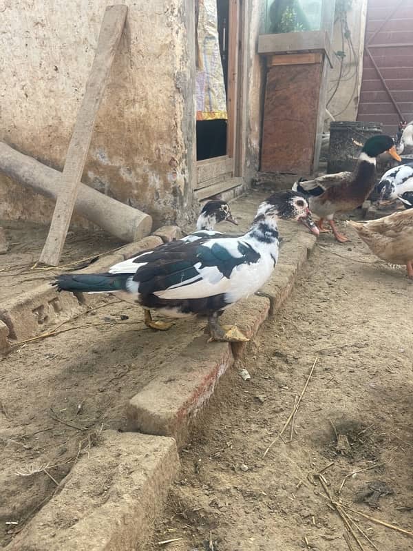 Muscuvy ducks for sale 3