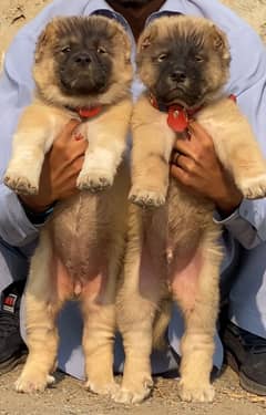 Kurdish kangal Puppies | security dog for sale