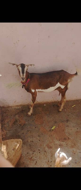 Male female barbri bakri 0