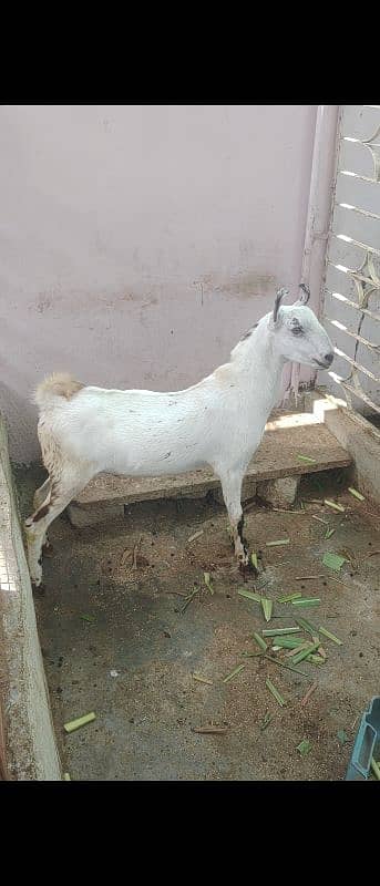 Male female barbri bakri 1