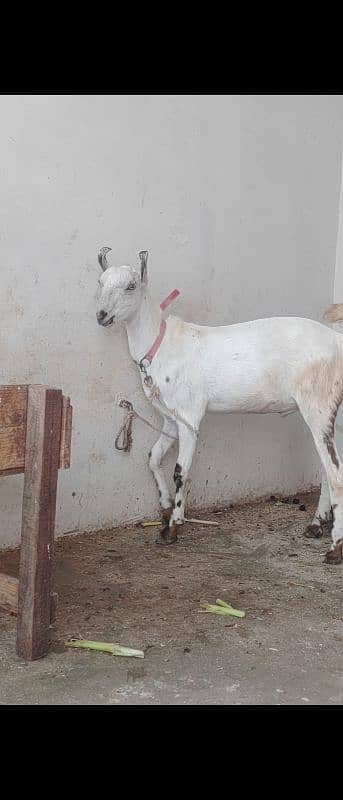 Male female barbri bakri 2