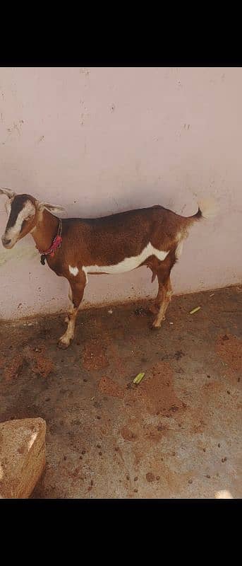 Male female barbri bakri 3