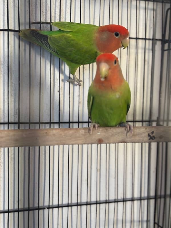 Love Birds 1