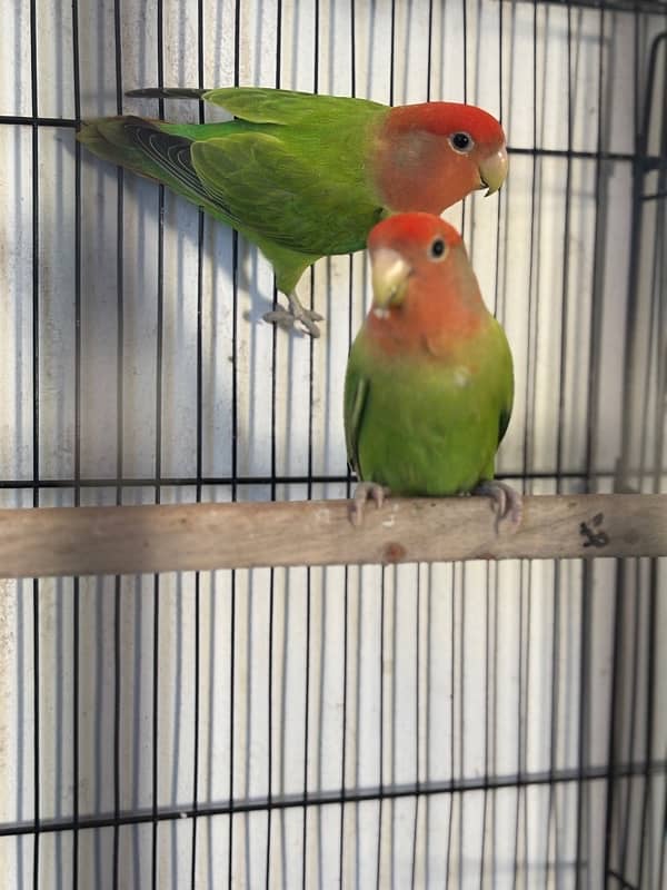 Love Birds 2