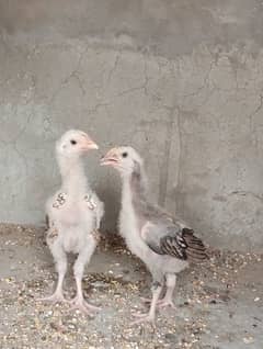 Aseel jawa chicks pair 5000