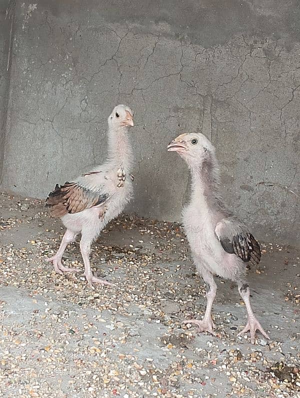 Aseel jawa chicks pair 5000 1