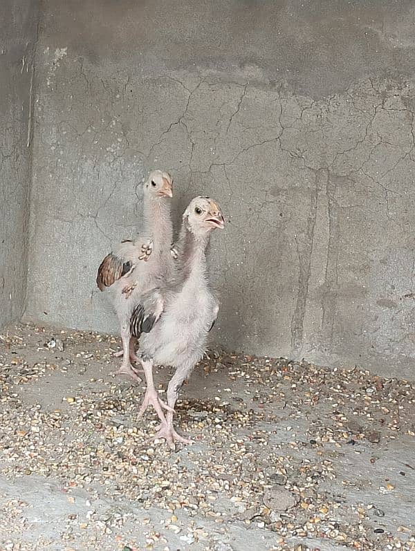 Aseel jawa chicks pair 5000 2