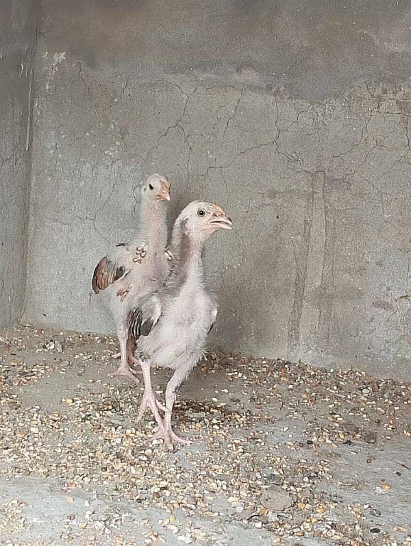 Aseel jawa chicks pair 5000 3