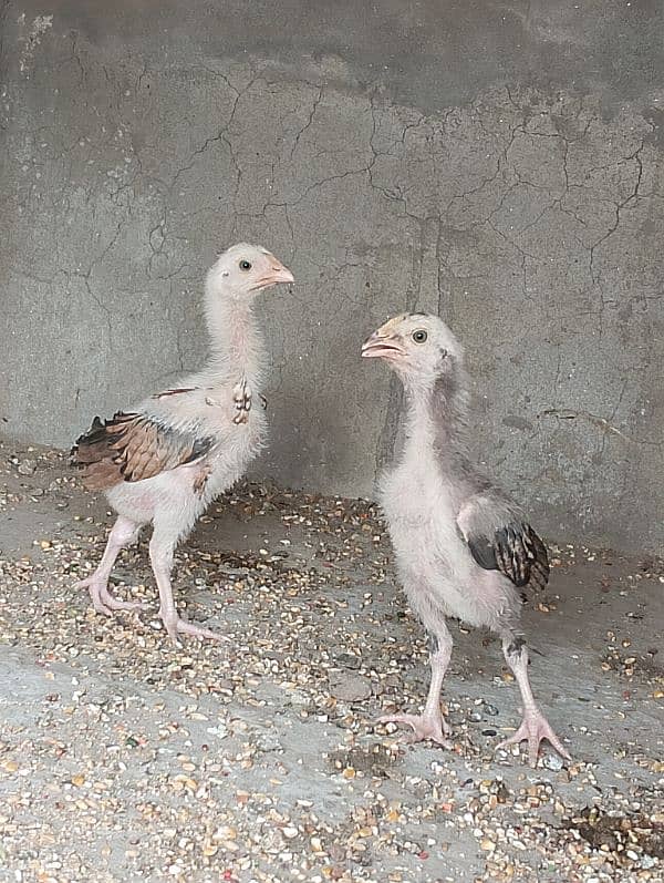 Aseel jawa chicks pair 5000 4