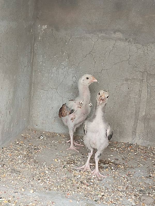 Aseel jawa chicks pair 5000 5