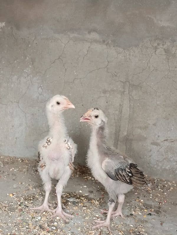 Aseel jawa chicks pair 5000 7