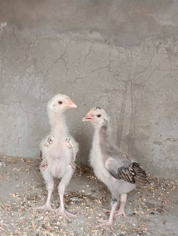 Aseel jawa chicks pair 5000 8