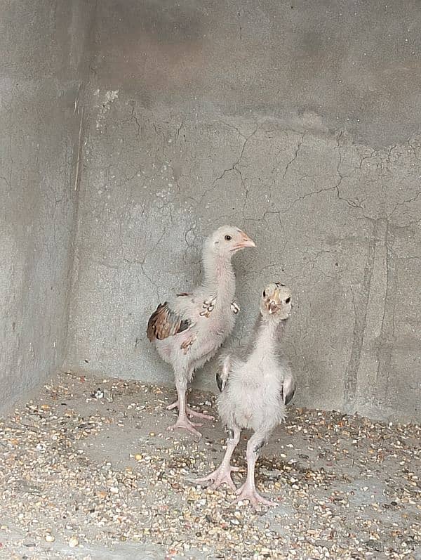 Aseel jawa chicks pair 5000 9