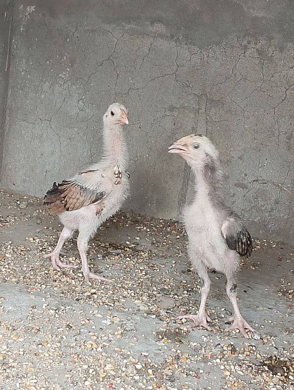 Aseel jawa chicks pair 5000 10