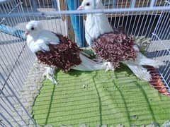 garented breeder pair come inbox