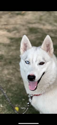 A beautiful and friendly female Husky with odd coloured eyes