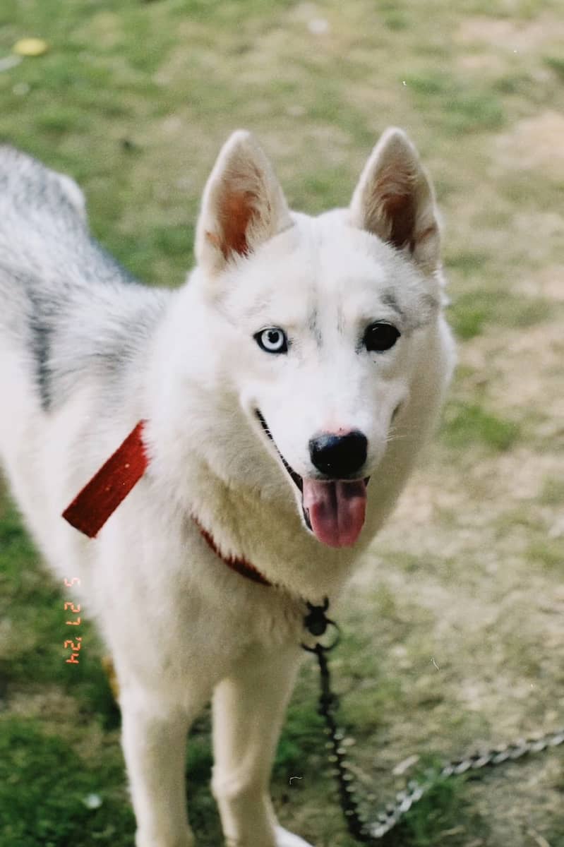 A beautiful and friendly female Husky with odd coloured eyes 1