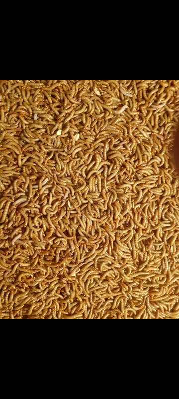 Mealworms for 2/- 2