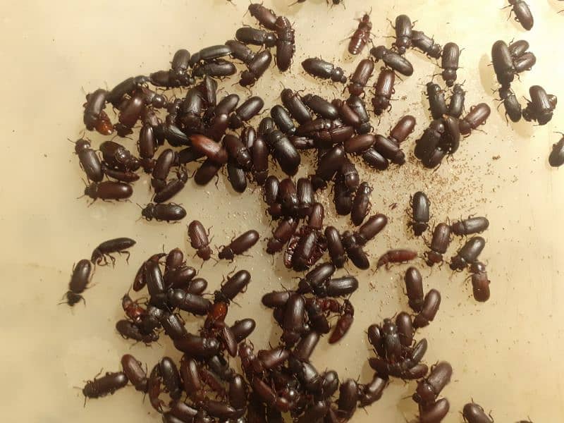 Mealworms for 2/- 5