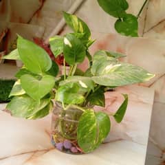 money plant in water pot