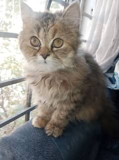 golden-brown Persian cat