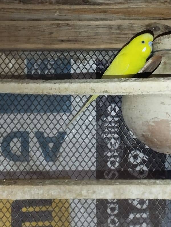 Australian parrots for sale 0