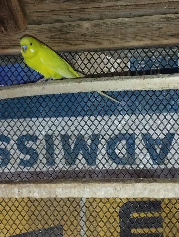 Australian parrots for sale 2