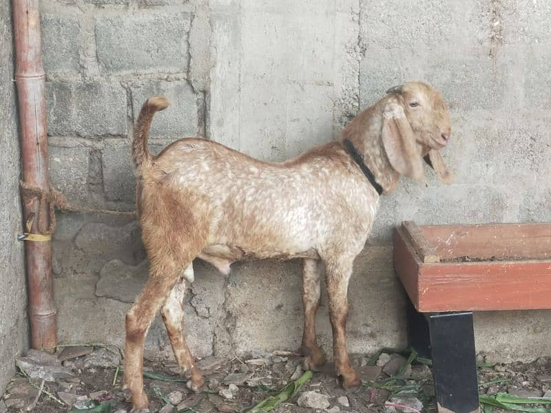 Desi bakry | Gaot | Dumba | Sheep | Bakri | بکرا. 1