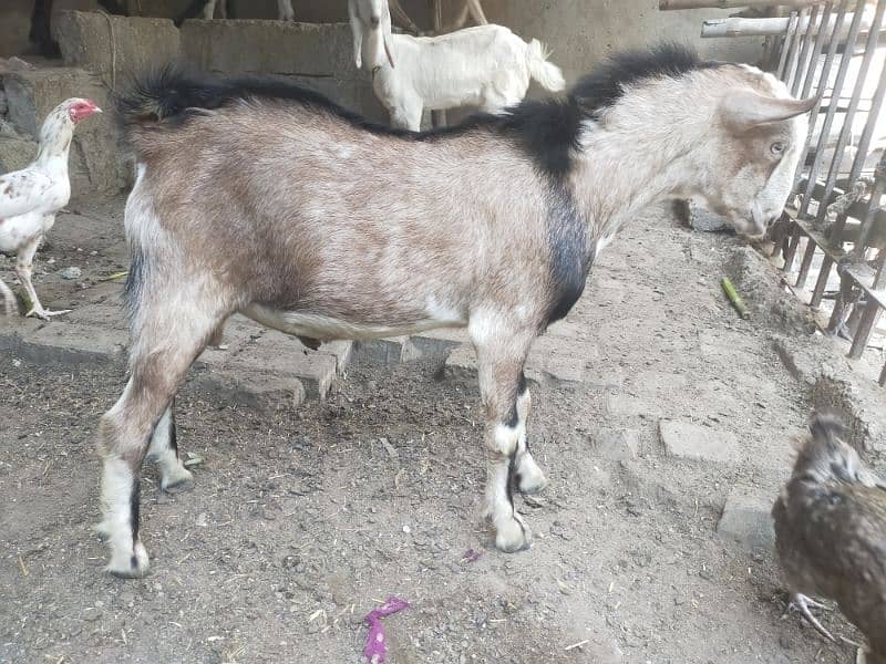 Desi bakry | Gaot | Dumba | Sheep | Bakri | بکرا. 2