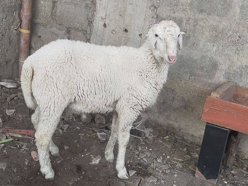 Desi bakry | Gaot | Dumba | Sheep | Bakri | بکرا. 8