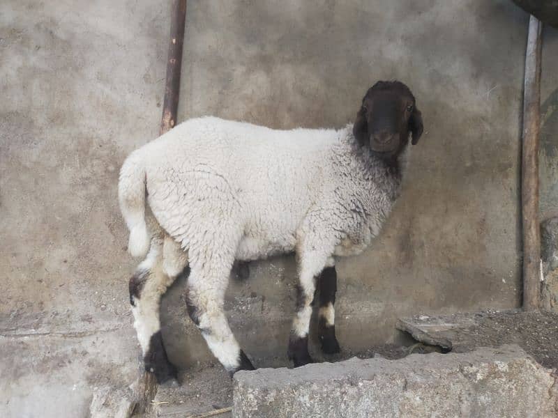 Desi bakry | Gaot | Dumba | Sheep | Bakri | بکرا. 9