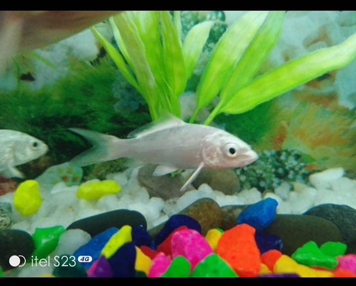 Small Fish Aquarium 1