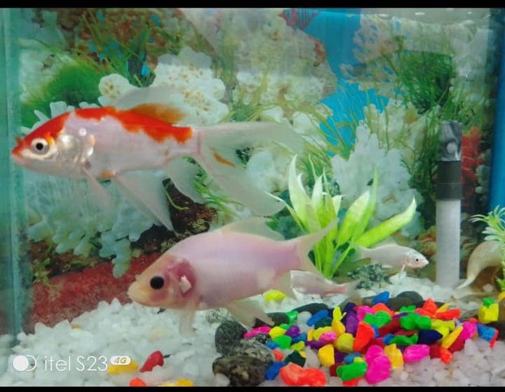 Small Fish Aquarium 5