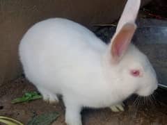 newziland White Rabbit female single