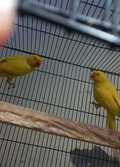 Yellow Ringnack pair