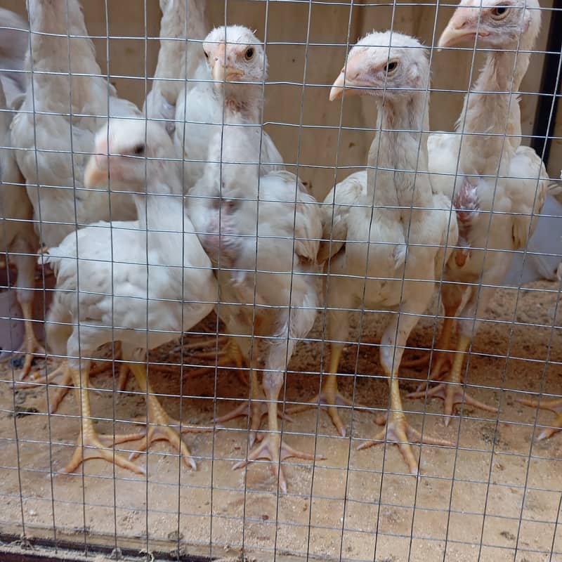 White shamo/shamo chicks/ black shamo / Pure High Quality chicks sale 0